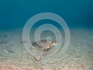 Green sea turtle, Chelonia mynas. Bonaire, Caribbean Netherlands. Diving holiday