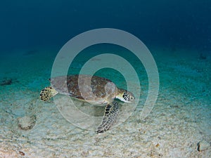 Green sea turtle, Chelonia mynas. Bonaire, Caribbean Netherlands. Diving holiday