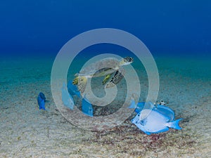 Green sea turtle, Chelonia mynas. Bonaire, Caribbean Netherlands. Diving holiday