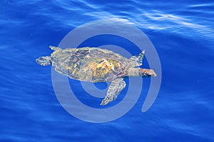 Green Sea Turtle in clear blue seawater.