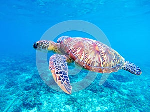 Green sea turtle closeup. Big green sea turtle closeup. Marine species in wild nature.