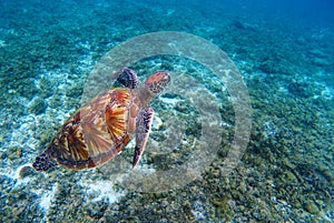 Green sea turtle closeup. Endangered species of tropical coral reef.