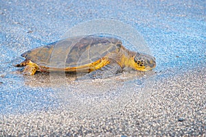 Green sea turtle coming ashore in egg laying season