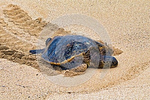 Green sea turtle coming up to shore.