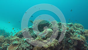 Green Sea turtle on a Coral reef 4K