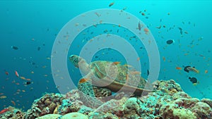 Green Sea turtle on a Coral reef 4K