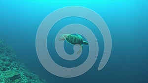 Green Sea turtle on a Coral reef 4K