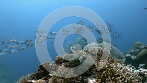 Green Sea Turtle on a coral reef with Anthias and Sweetlips