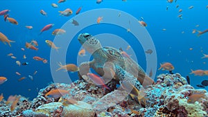 Green Sea turtle on a Coral reef