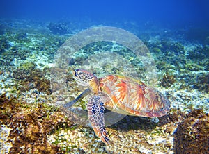 Green sea turtle on coral reef formation. Tropical sea nature of exotic island.