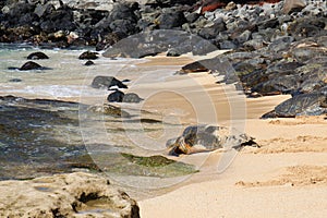 A Green Sea Turtle crawling into the Pacific Ocean with a mass of turtles lying on the sand in the background in Maui, Hawaii