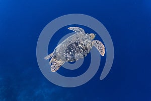 Green sea turtle in the deep
