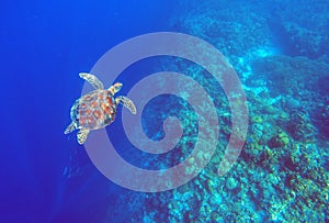 Green sea turtle in deep blue sea water. Sea tortoise top view underwater photo.