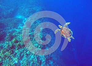 Green sea turtle in deep blue sea water. Sea tortoise underwater photo.