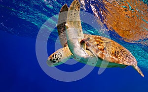 Green Sea Turtle