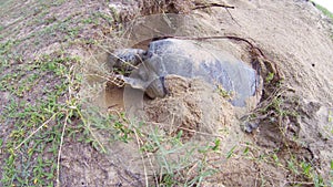 Green Sea Turtle digging