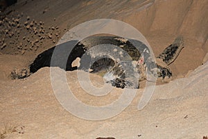 Green Sea Turtle digging a nest