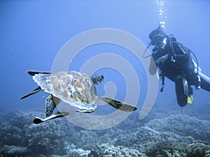 Green sea turtle and diver