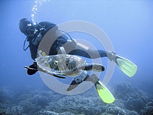 Green sea turtle and diver