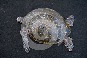 Green Sea Turtle Dorsal View