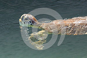 Green Sea Turtle - Dry Tortugas National Park