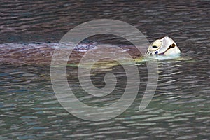 Green Sea Turtle - Dry Tortugas National Park