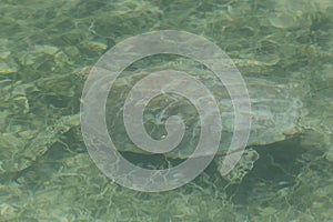 Green Sea Turtle - Dry Tortugas National Park