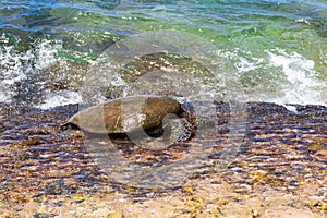 Green sea turtle at the edge of the beach.