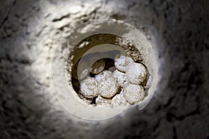 Green sea turtle eggs in sand hole on a beach