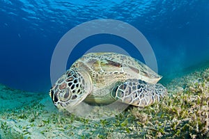 Green sea turtle feeding in a sea grass meadow photo