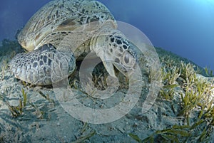 Green sea turtle feeding on seagrass.