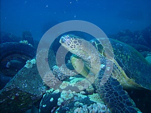 Green Sea Turtle with Fibropapillomatosis