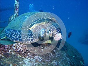 Green Sea Turtle with Fibropapillomatosis