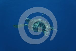 Green sea turtle 3