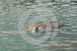 Green Sea turtle full body from Grand Cayman Island