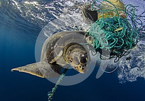 Green Sea Turtle, Galapagos