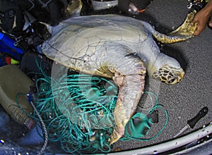 Green Sea Turtle, Galapagos