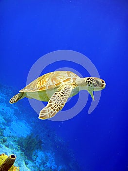 Green Sea Turtle