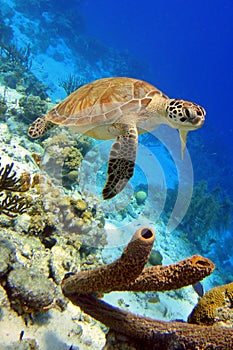Green Sea Turtle