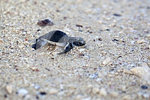 Green Sea Turtle Hatchling