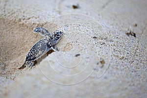 Green Sea Turtle Hatchling