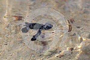 Green Sea Turtle Hatchling