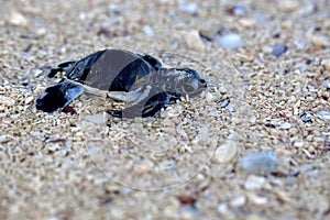 Green Sea Turtle Hatchling