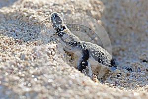 Green Sea Turtle Hatchling