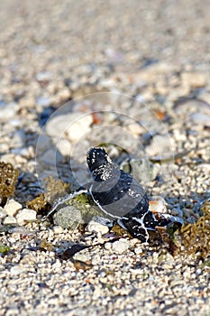 Green Sea Turtle Hatchling