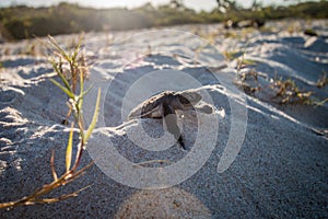 Green sea turtle hatchling on the beach