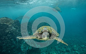 Green sea turtle in Hawaii