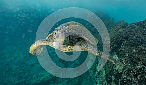 Green sea turtle in Hawaii