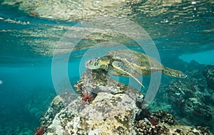 Green sea turtle in Hawaii