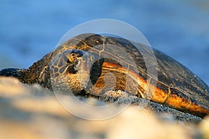 The green sea turtle of Hawaii